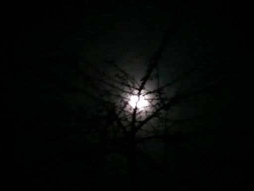 ornamental tree with moon in winter by Morgan Harlow